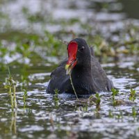 Камышница :: Осень 