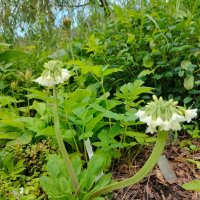 В Ботаническом саду Петрозаводска :: Ирэн 
