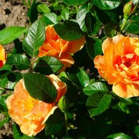 Городские цветы. :: Милешкин Владимир Алексеевич Городские цветы. :: Милешкин Владимир Алексеевич