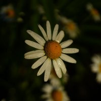 **** :: Иван Литвинов **** :: Иван Литвинов