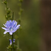 Цикорий :: Michel 