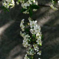 Белый цвет весны :: Роман Савоцкий