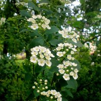 Белый цвет весны :: Роман Савоцкий