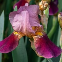Ирис :: Игорь Сикорский