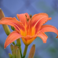 Рыжик :: Татьяна Лютаева