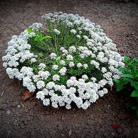 Цветы. :: Владимир Драгунский Цветы. :: Владимир Драгунский