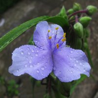 Нежная красота :: Людмила Смородинская