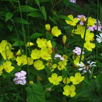 В саду :: Людмила Смородинская