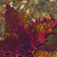 Колеус :: Giant Tao / Колеус :: Giant Tao /