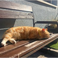 Утро в городе котов и кошек. :: Валерия Комова Утро в городе котов и кошек. :: Валерия Комова