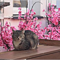 Летнее утро в городе котов и кошек. :: Валерия Комова