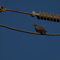 Утро :: Аркадий Басович