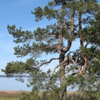 Сосна :: Александр Ильчевский 