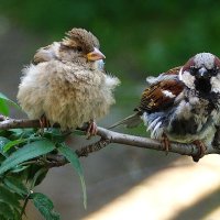 Дуэт :: kolyeretka 