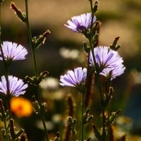 Доброе утро :: Юрий. Шмаков Доброе утро :: Юрий. Шмаков