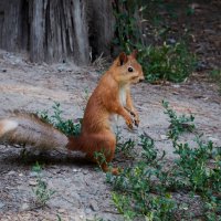 *** :: Владимир 