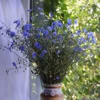 Милые цветочки льна... :: Надежда Куркина Милые цветочки льна... :: Надежда Куркина