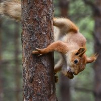 Урвала :: Геннадий Супрун