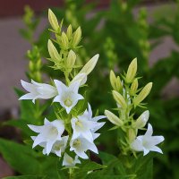 Кампанулка :: Светлана 