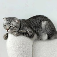 Грустный Боря :: Ольга Довженко Грустный Боря :: Ольга Довженко