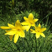 Лилейники :: Freddy 97