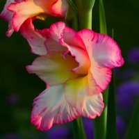 Пора гладиолусов :: Юрий. Шмаков