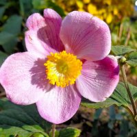 Анемона :: Наталья 