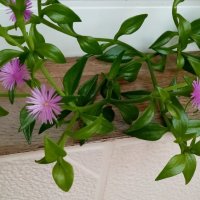 Лето. Цветет моя аптения на лоджии :: Татьяна Р 