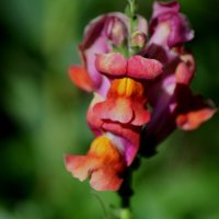 Львиный зев 2 :: Татьяна Евдокимова