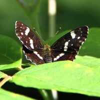 Пестрокрыльница изменчивая :: Vlad Сергиевич Пестрокрыльница изменчивая :: Vlad Сергиевич