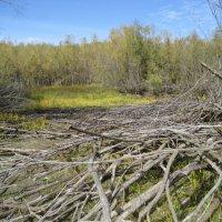 Осень :: Anna Ivanova