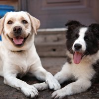 Яшма и Тео :: Ксения Кирун