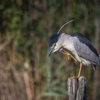 Кваква. :: Светлана Ивановна Медведева