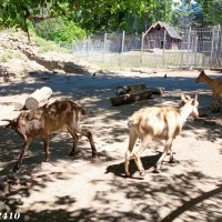 В ростовском зоопарке :: Нина Бутко В ростовском зоопарке :: Нина Бутко