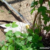 В ростовском зоопарке :: Нина Бутко В ростовском зоопарке :: Нина Бутко