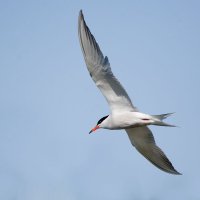 Крачка :: Светлана Григорьева Крачка :: Светлана Григорьева