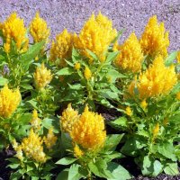 Целозия перистая. :: Ирина ***