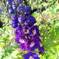 Дельфиниум :: Сапсан 