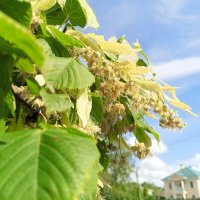 Липа :: Сапсан 