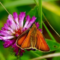 июльские картинки 5 :: Александр Прокудин июльские картинки 5 :: Александр Прокудин