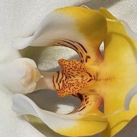 Орхидея :: Галина Левина