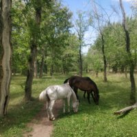 Кони :: Андрей Хлопонин