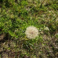 Козлобородник :: Анатолий Чикчирный