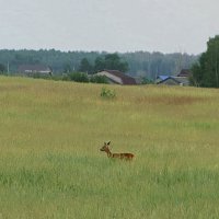 *** :: Любовь Сахарова