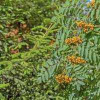 Подружки :: Валерий Иванович