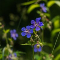 Луговая герань :: Michel 