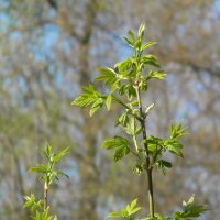 Первые листья :: Роман Савоцкий