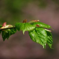 Первые листья :: Роман Савоцкий
