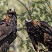 Беркут :: SanSan 