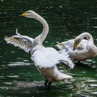 Лебедь :: SanSan 